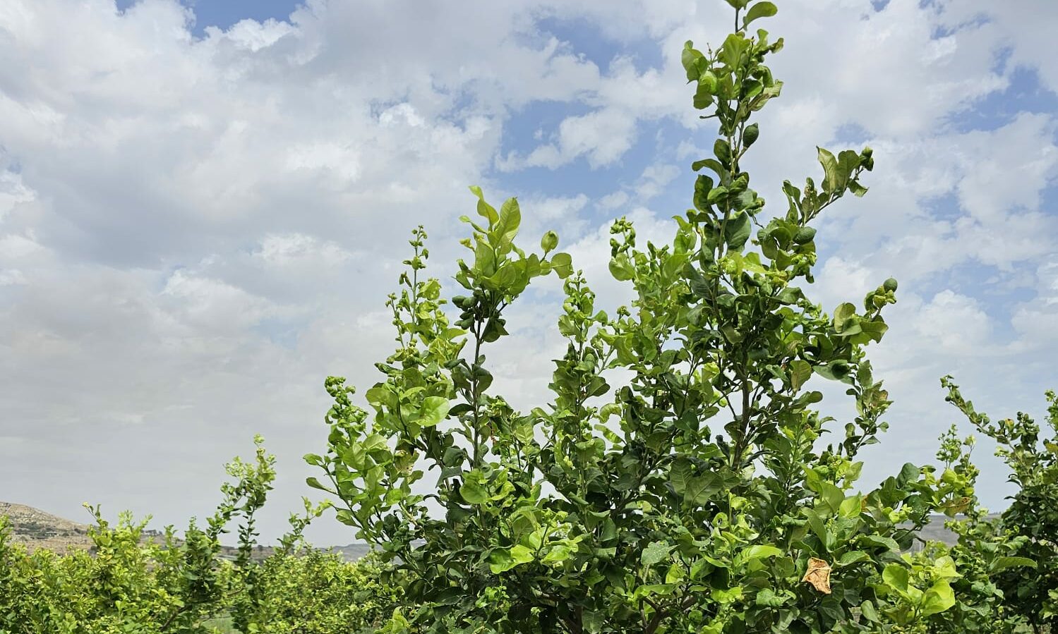 cropped-8-1.jpg