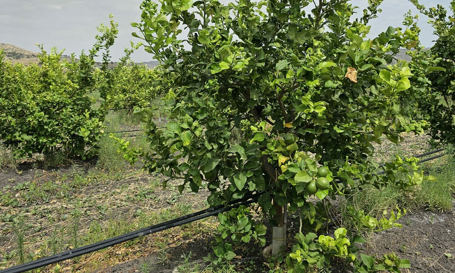 cropped-8.jpg